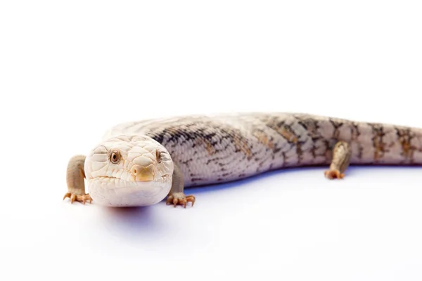 Lagarto de lengua azul australiano sobre fondo blanco —  Fotos de Stock