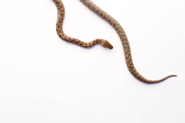 Gyermek Python - fiatal kígyó fehér háttér — Stock Fotó