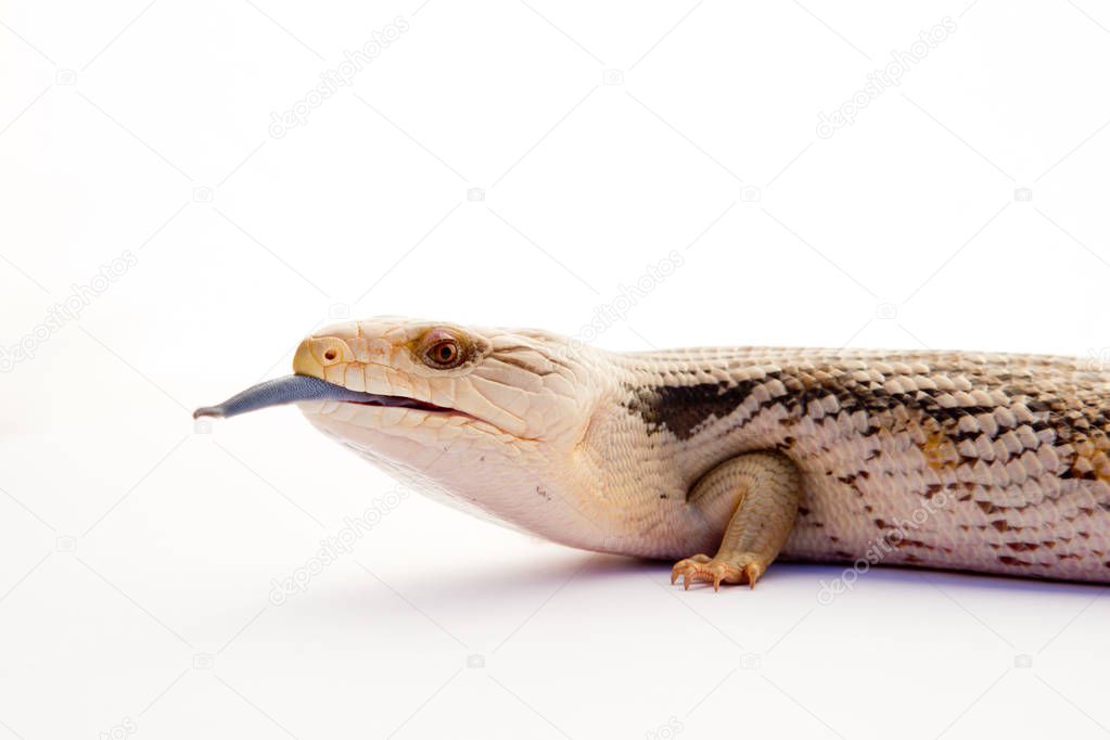 Australian Blue Tongue Lizard on white background