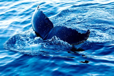 Humpback Whale diving - showing tail clipart