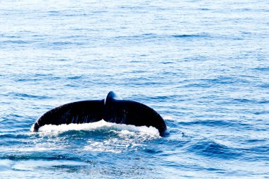 Kambur dalış - kuyruk akış su gösterilen balina