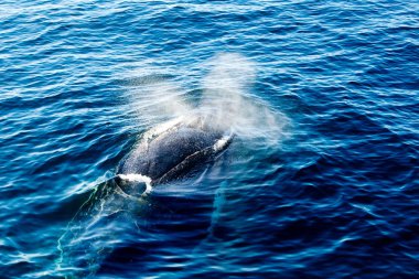 Humpback Whale surfacing and spraying water through blowhole clipart