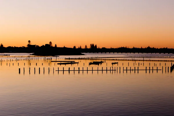 Oyster Farm Beds silhouetted at sunset