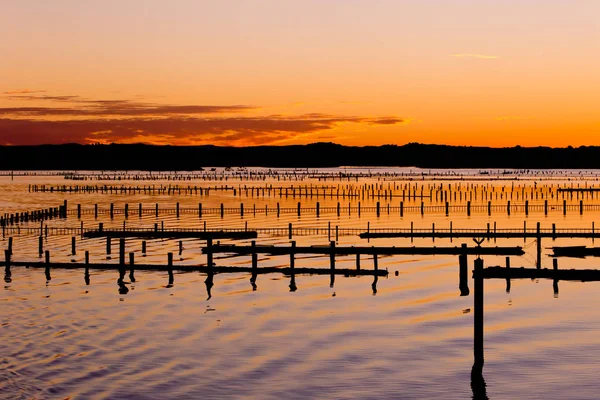Oyster Farm Beds silhouetted at sunset