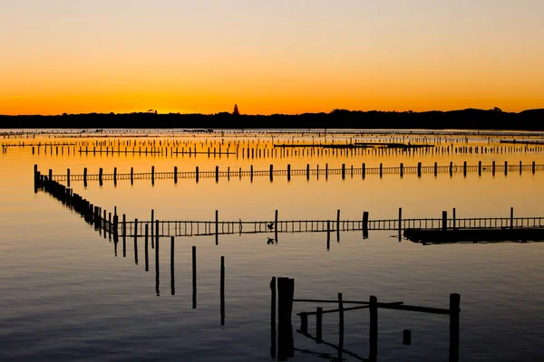 Oyster Farm Beds silhouetted at sunset — Stock Photo, Image