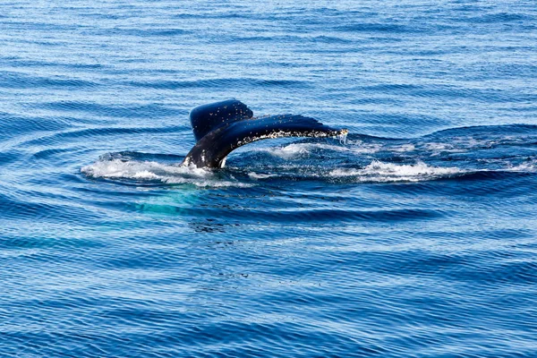 Humpback Whale diving - showing tail — Stock Photo, Image