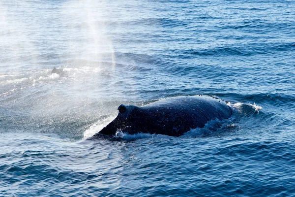 Humpback Whale surfacing and spraying water through blowhole — Stock Photo, Image