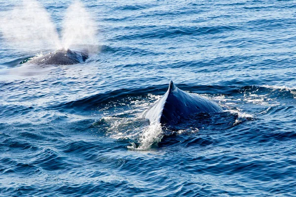 Δύο φάλαινες Humpback επιφανειακές και ψεκασμό νερού μέσω blowhol — Φωτογραφία Αρχείου