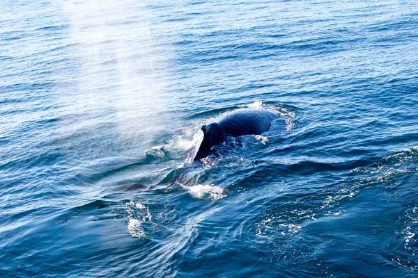 Humpback Whale surfacing and spraying water through blowhole — Stock Photo, Image