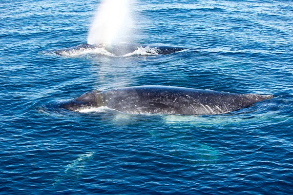 Δύο φάλαινες Humpback επιφανειακές και ψεκασμό νερού μέσω blowhol — Φωτογραφία Αρχείου