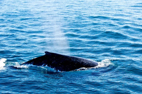 Kambur balina yüzey ve "hava deliği" yoluyla su püskürtme — Stok fotoğraf