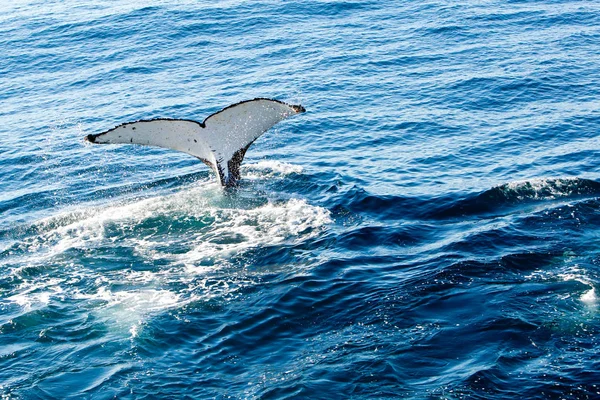 Καμπούρης φάλαινα καταδύσεις - που δείχνει το λευκό κάτω πλευρά της ουράς — Φωτογραφία Αρχείου