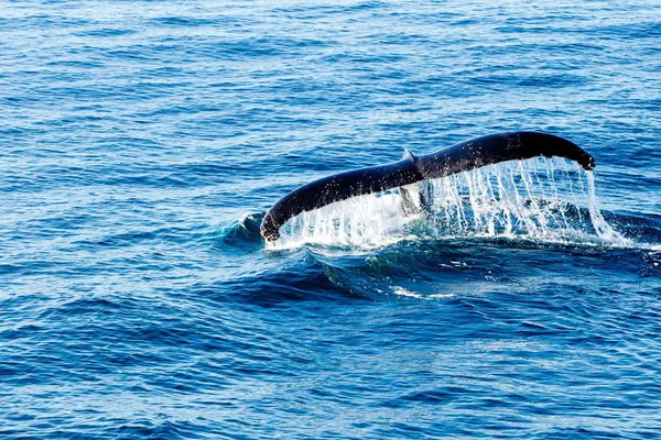 Humpback Whale diving - showing water streaming over tail — Stock Photo, Image