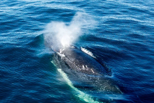 Humpback Whale surfacing and spraying water through blowhole — Stock Photo, Image