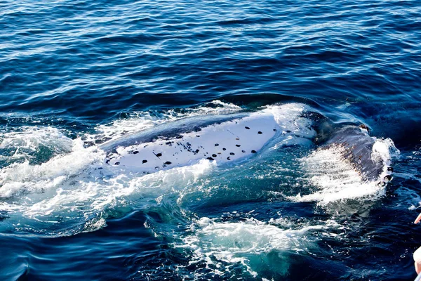 Humpback Whale rolling in water on surface — Stock Photo, Image