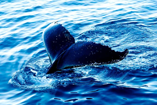 Mergulho baleia jubarte - mostrando cauda — Fotografia de Stock