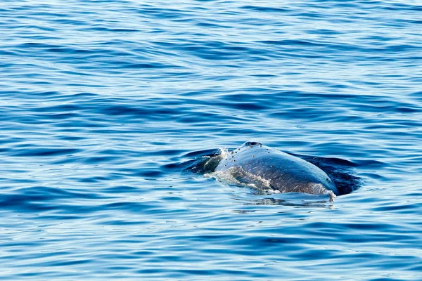 Наплавлення горбатого кита та обприскування води через дірку — стокове фото