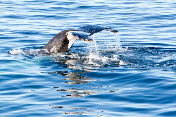 Humpback Whale diving - showing tail — Stock Photo, Image