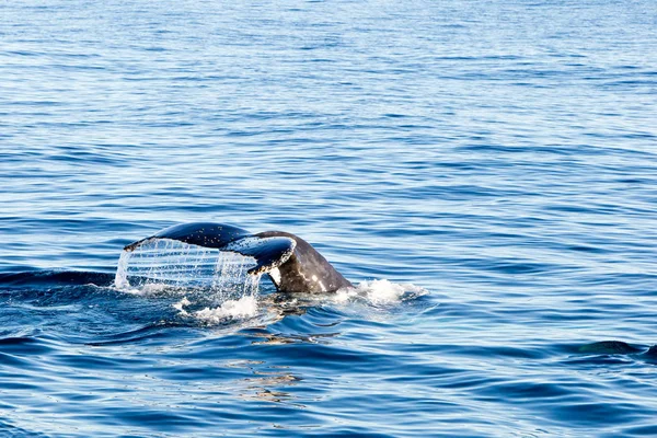 Humpback Whale diving - showing tail — Stock Photo, Image