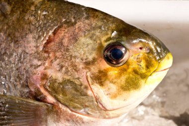 Taze hazırlama temizlik, sınır ve filleting balık - yakaladı