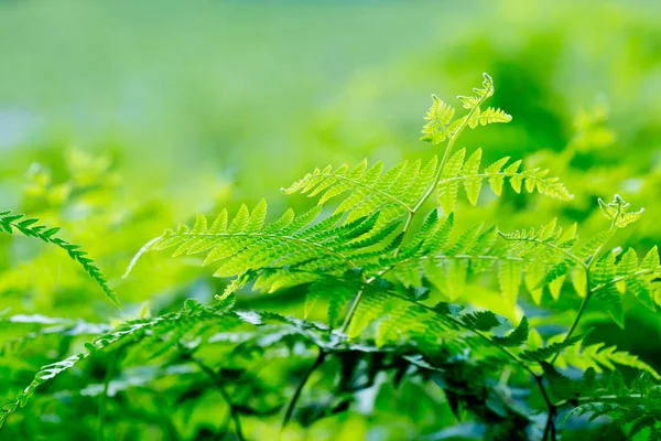 Green fern leaves in forest - background — Stock Photo, Image