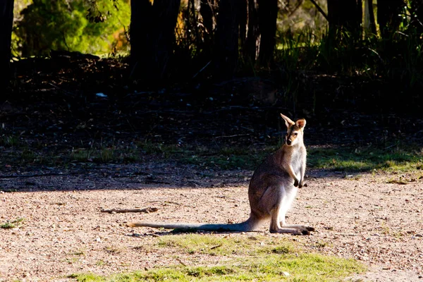 Australiska Wallaby stående i gräsbevuxna fält — Stockfoto