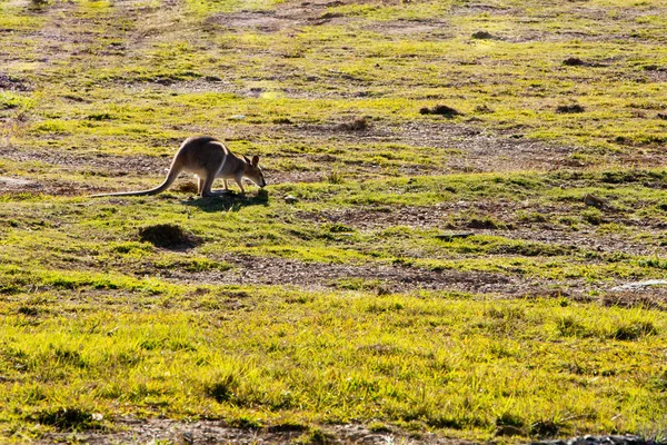 Australia Wallaby alimentación en campo herboso —  Fotos de Stock