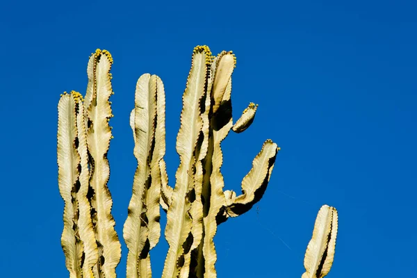 Рослина кактус на тлі прозорого блакитного неба — стокове фото