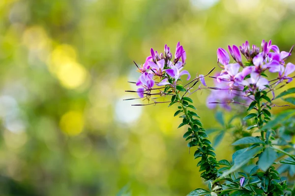 Dellicate teste di fiori di malva e viola sulla pianta in gar tropicale — Foto Stock