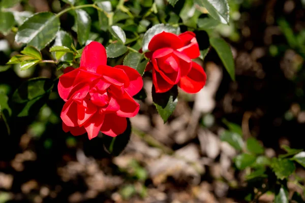 Rosaceae Rosa - Tappeto di fiori Appleblossom - rose rosse su cespuglio — Foto Stock