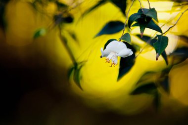 Güzel hassas beyaz çiçek Çaygiller Camellia tsaii v