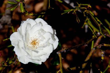 Güzel beyaz gül - Gülgiller Rosa buzdağı Floribunda