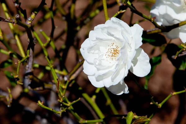 Beautiful white rose - Rosaceae Rosa Iceberg Floribunda — Stock Photo, Image