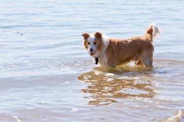 Sığ wate oynayan beyaz ve altın kahverengi Border Collie köpek