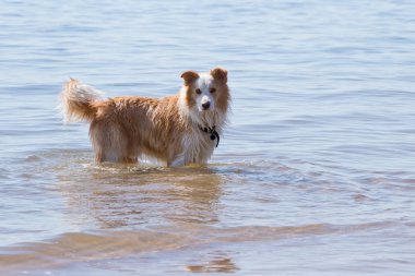 Sığ wate oynayan beyaz ve altın kahverengi Border Collie köpek