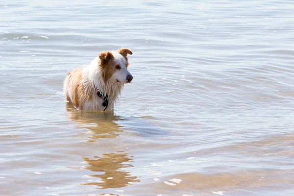 Sığ wate oynayan beyaz ve altın kahverengi Border Collie köpek