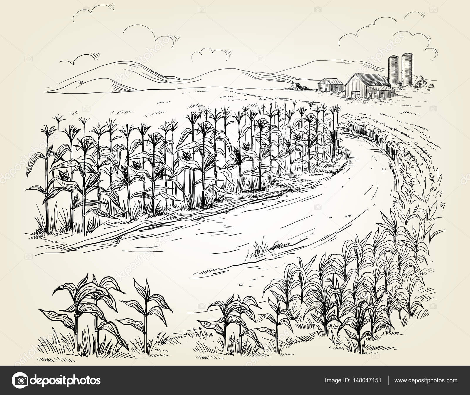 Illustration of cornfield grain stalk sketch Stock Vector Image by