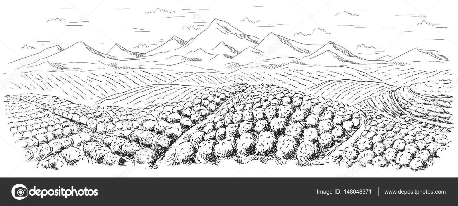 Coffee plantation landscape — Stock Vector © vectorgoods.gmail.com