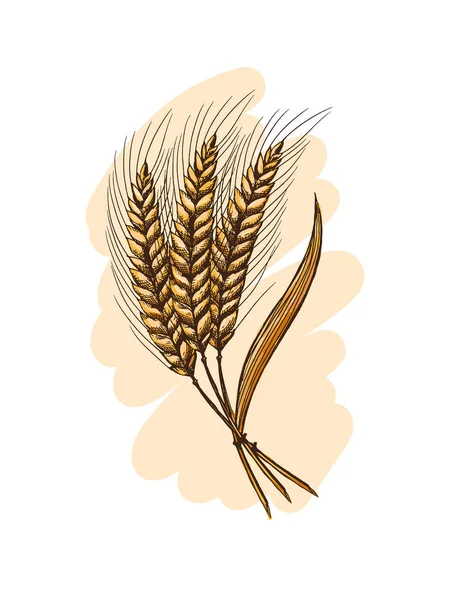 Aquarela Orelhas de trigo — Vetor de Stock