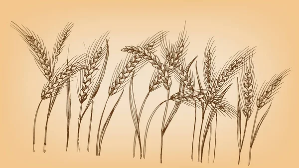 Ears of wheat — Stock Vector