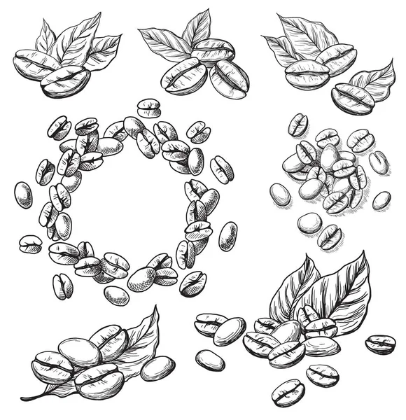 커피 알갱이 잎 — 스톡 벡터
