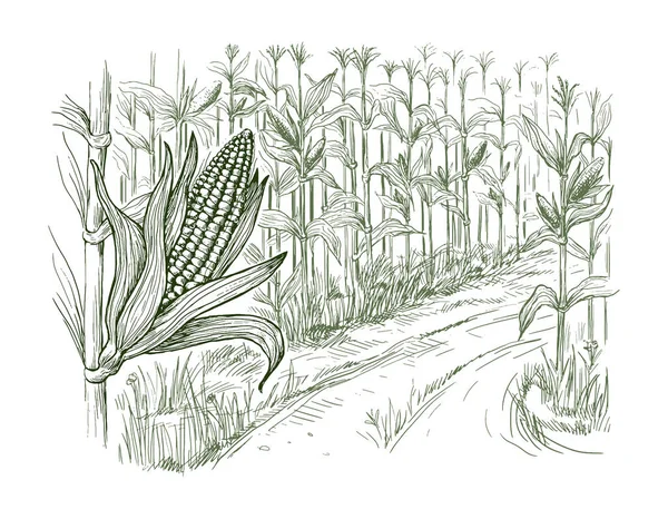 Illustration of cornfield grain stalk sketch — Stock Vector