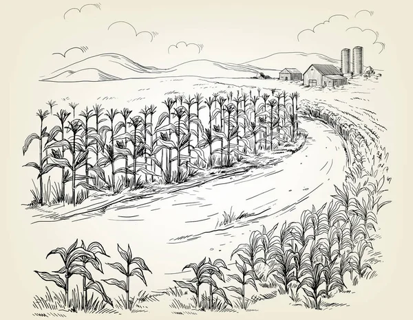 Illustrazione dello schizzo dello stelo del grano del campo di grano — Vettoriale Stock