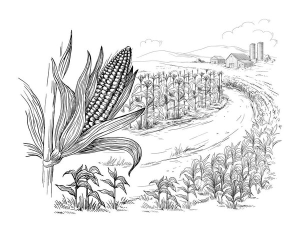 illustration of cornfield grain stalk sketch