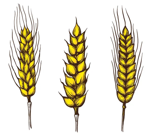 Set di raccolta di spighe di grano — Vettoriale Stock