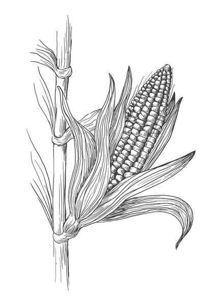 Illustration of corn grain stalk sketch — Stock Vector