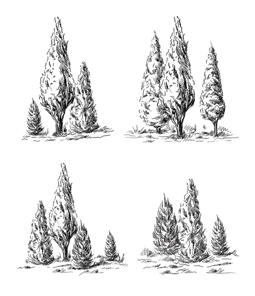 Conjunto de ciprés dibujado a mano . — Archivo Imágenes Vectoriales