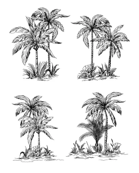 Set de palmeras tropicales con hojas — Vector de stock