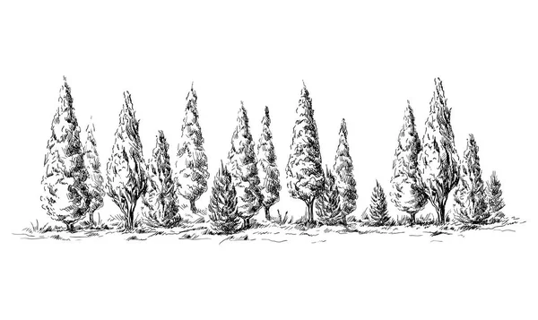 Vista panoramica sul bosco dai cipressi — Vettoriale Stock