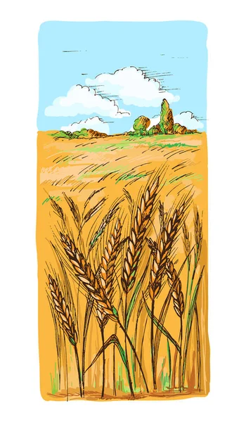 Watercolor Field of Wheat, Barley or Rye — Stock Vector